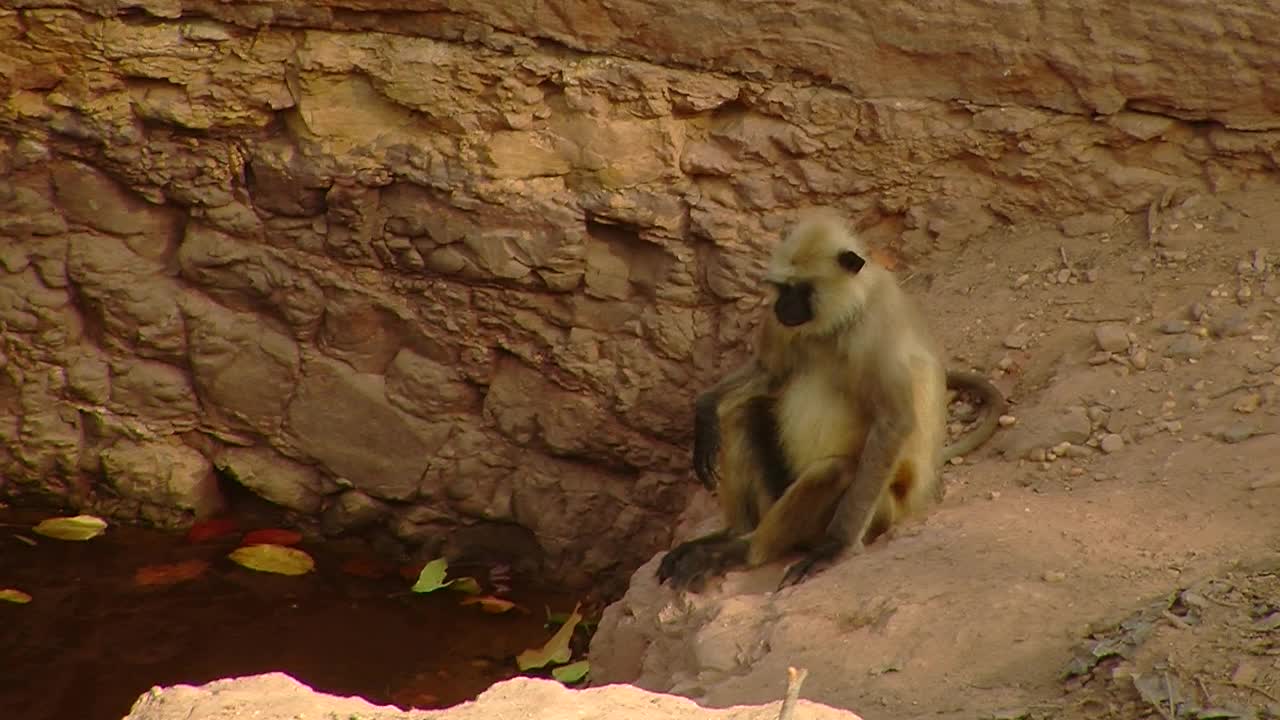 叶猴/印度视频素材