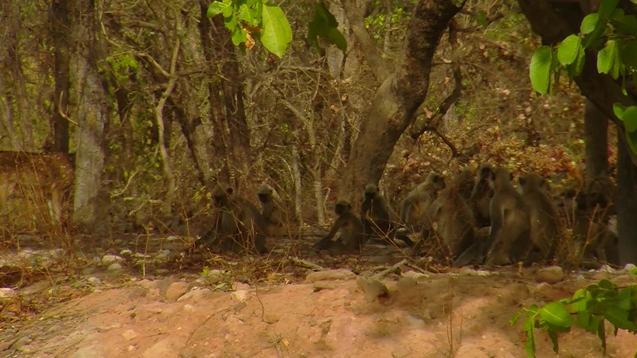 叶猴/印度视频素材