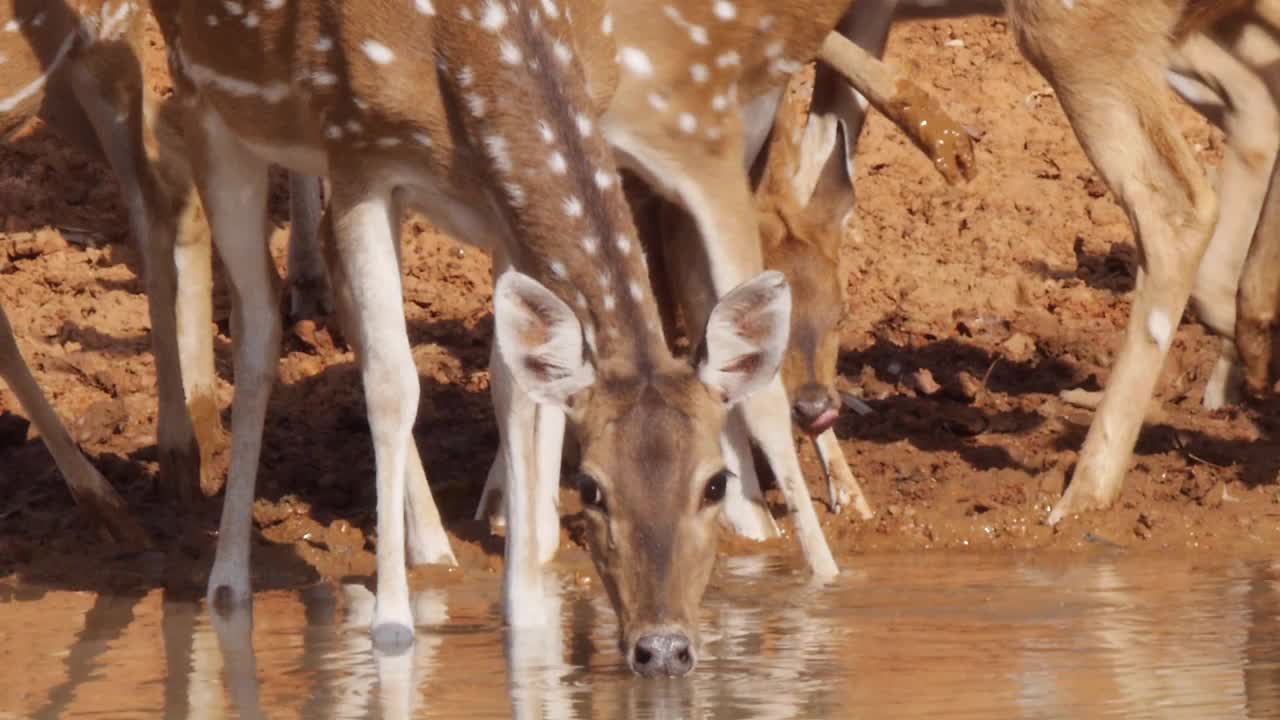 鹿饮水/印度视频素材