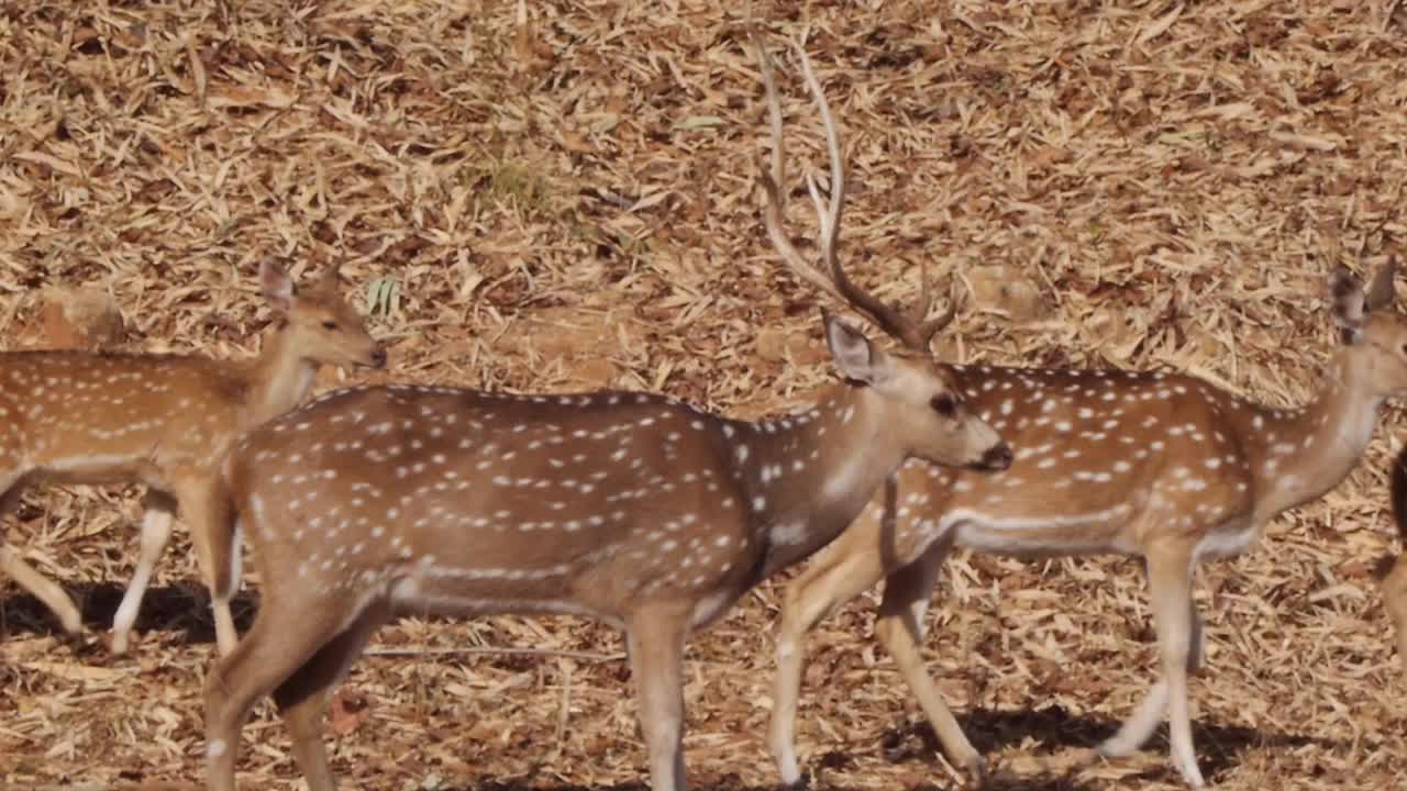 鹿行走和移动/印度视频素材