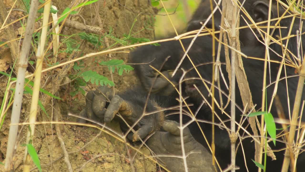 黑猩猩在灌木丛中用小树枝捕白蚁视频素材