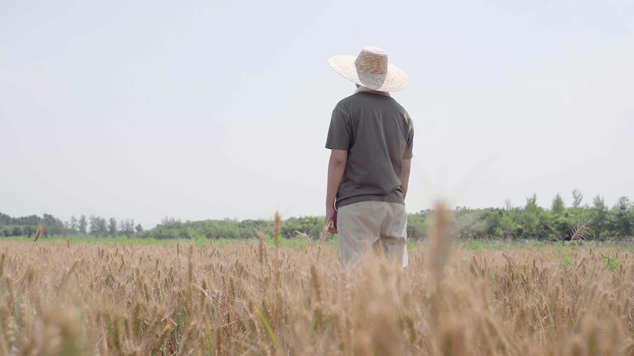 农民在麦田里工作，4K视频素材