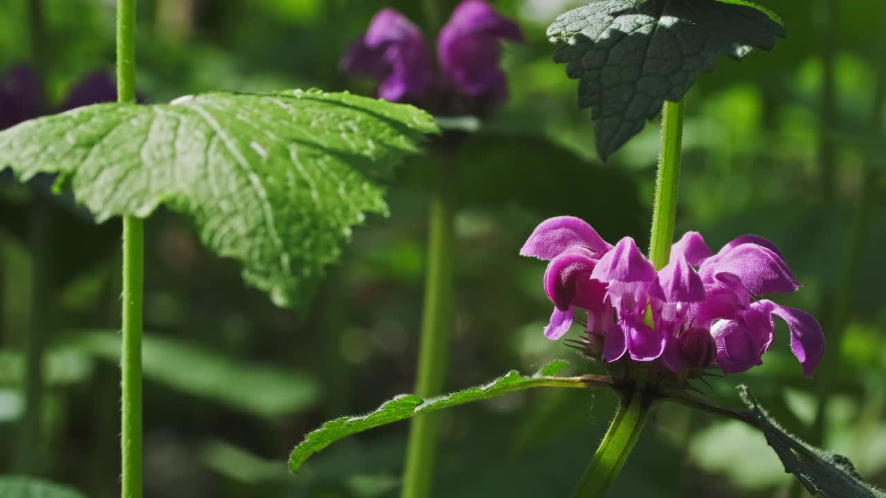 春天的森林里有粉红色的野花视频素材