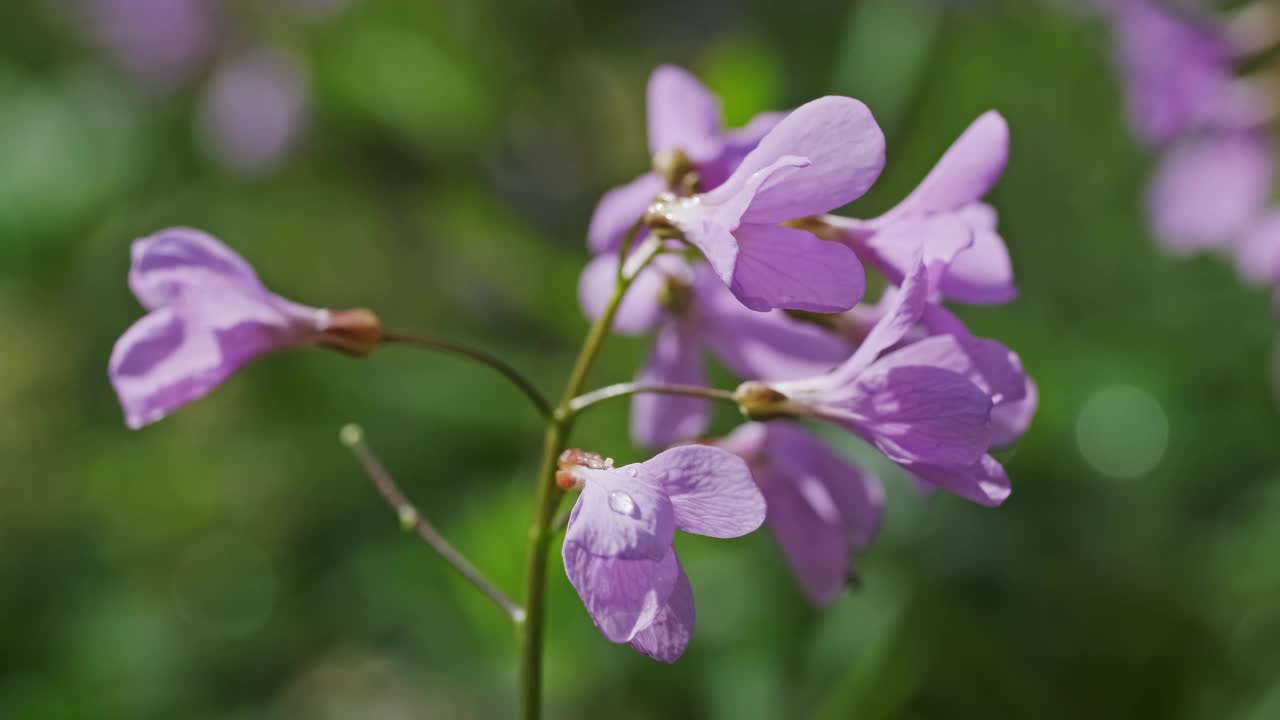 春天的森林里有粉红色的野花视频素材