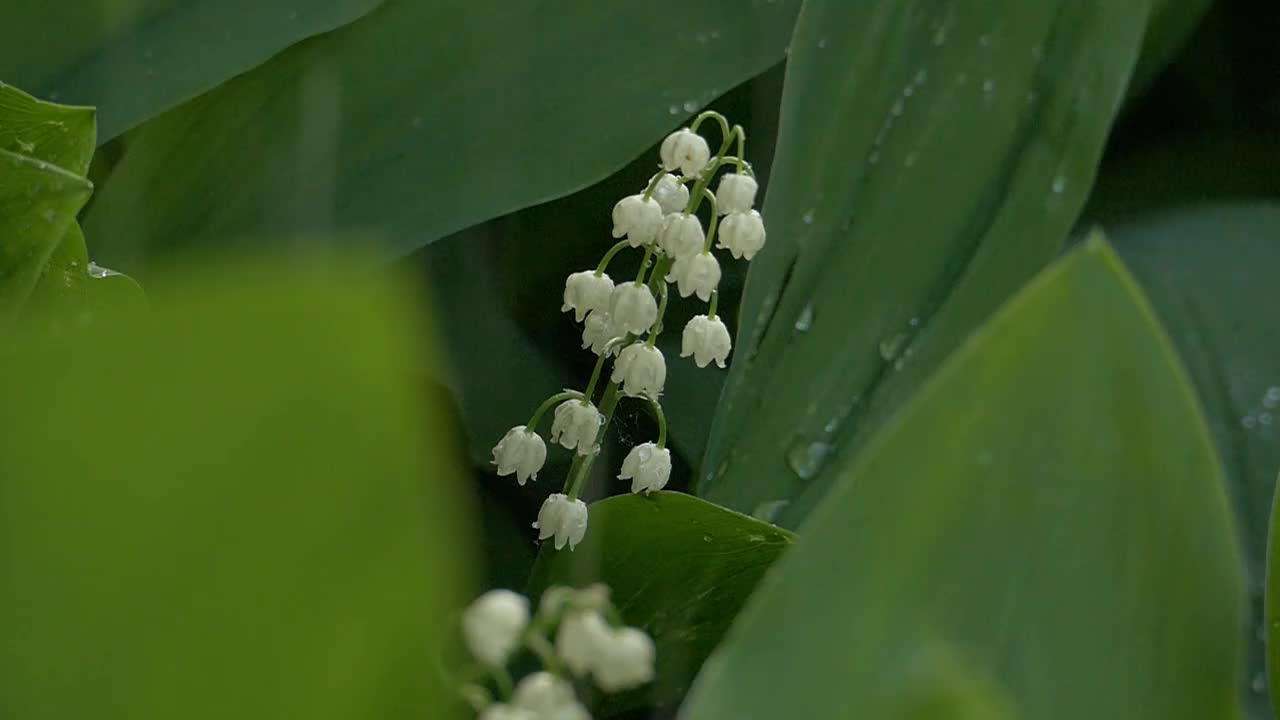 盛开的山谷百合在夏雨的水滴下视频下载