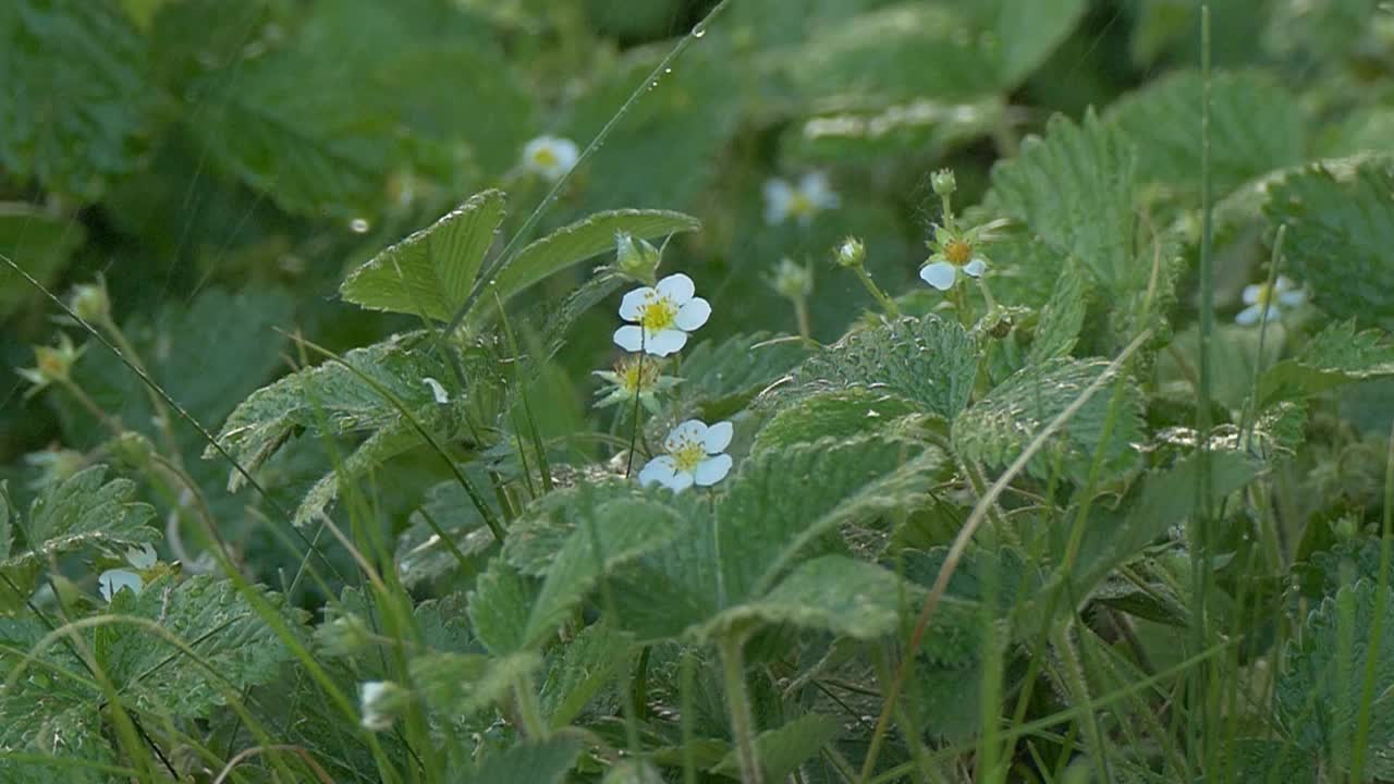 林间空地上的野草莓花和春雨视频下载