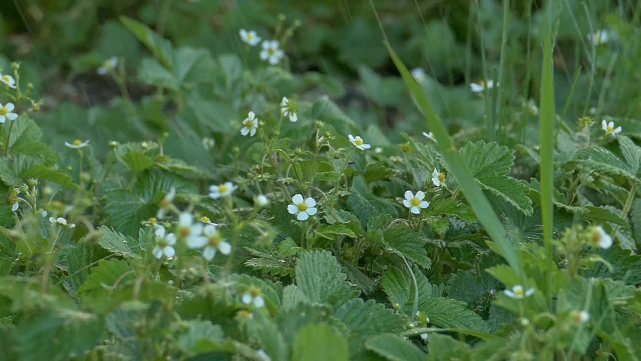 春雨中盛开的草莓视频下载