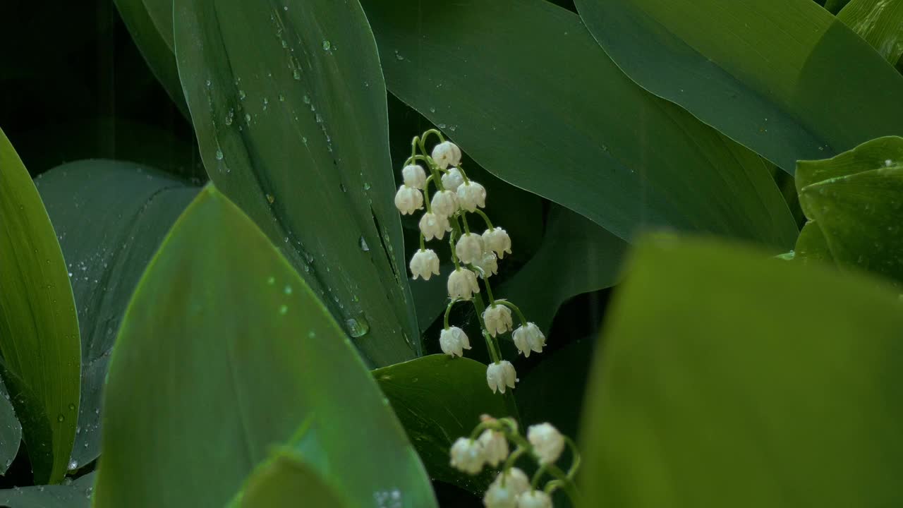 五月的百合花在春雨的雨滴下视频下载