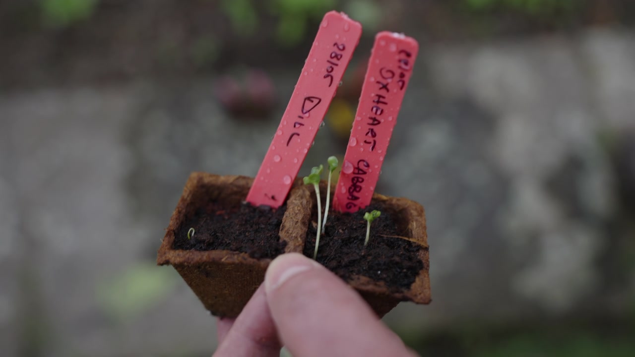 同伴种植视频素材画面4