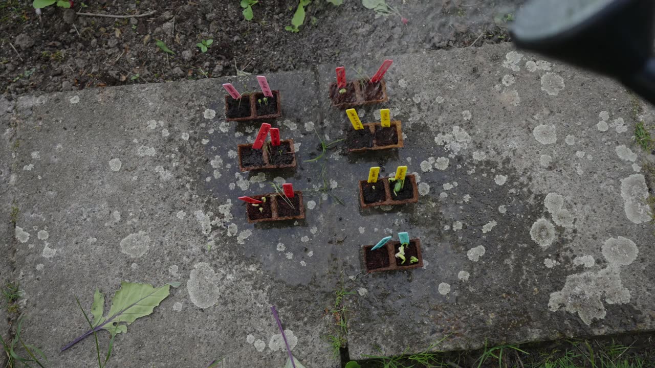 幼苗浇水视频素材画面1