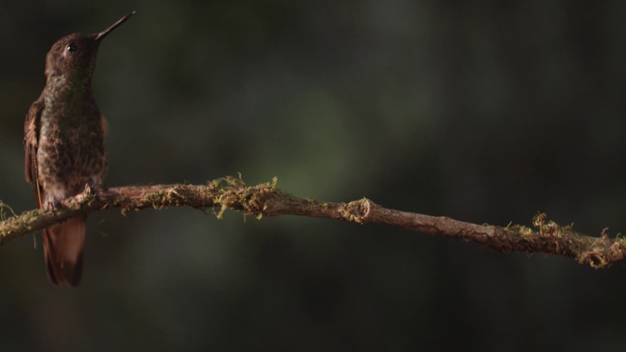 厄瓜多尔雨林中的蜂鸟视频素材