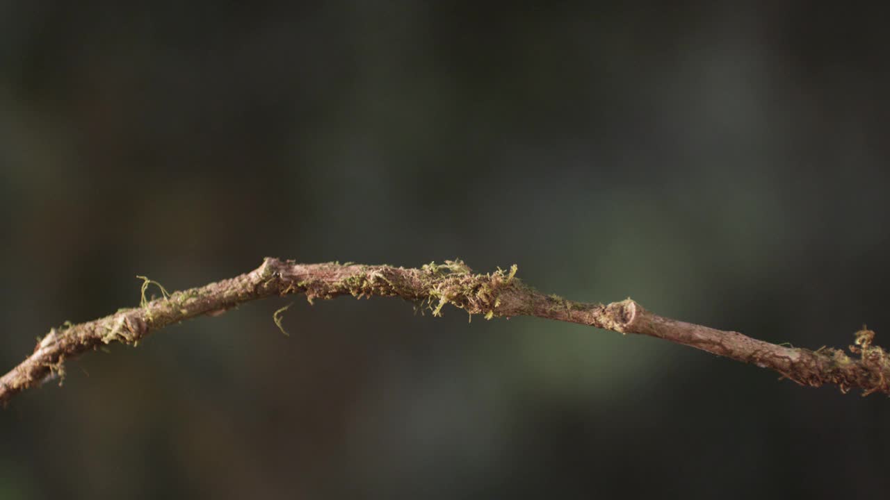 厄瓜多尔雨林中的蜂鸟视频素材