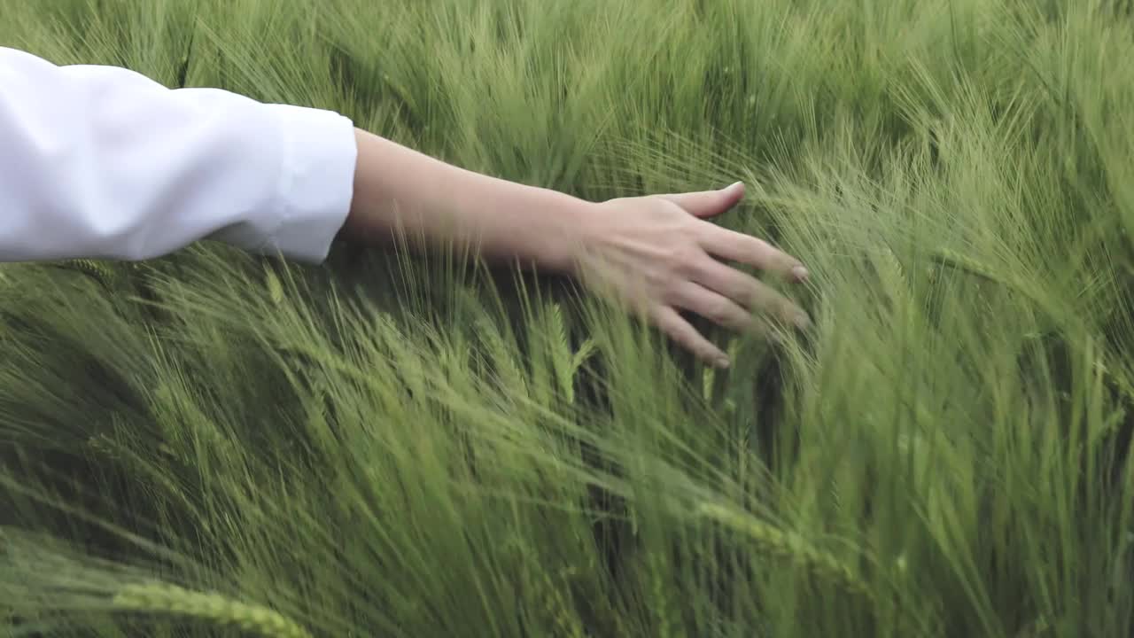 初夏，农夫的手抚摸着成熟的麦穗。农民在麦田里劳作。农业种植麦田。视频素材