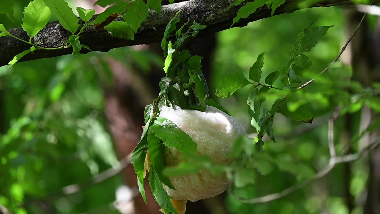 森林绿树蛙在繁殖期视频素材画面1