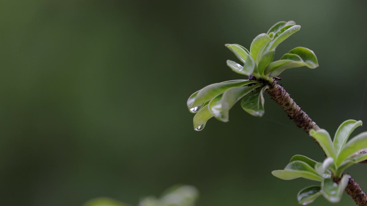 近距离降雨在黑斑羚百合。下雨的背景。视频素材画面1