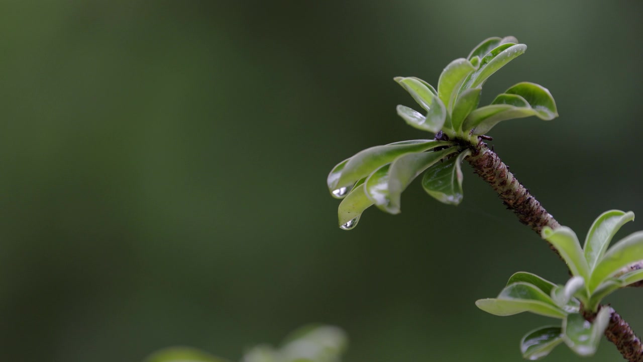 近距离降雨在黑斑羚百合。下雨的背景。视频素材画面2