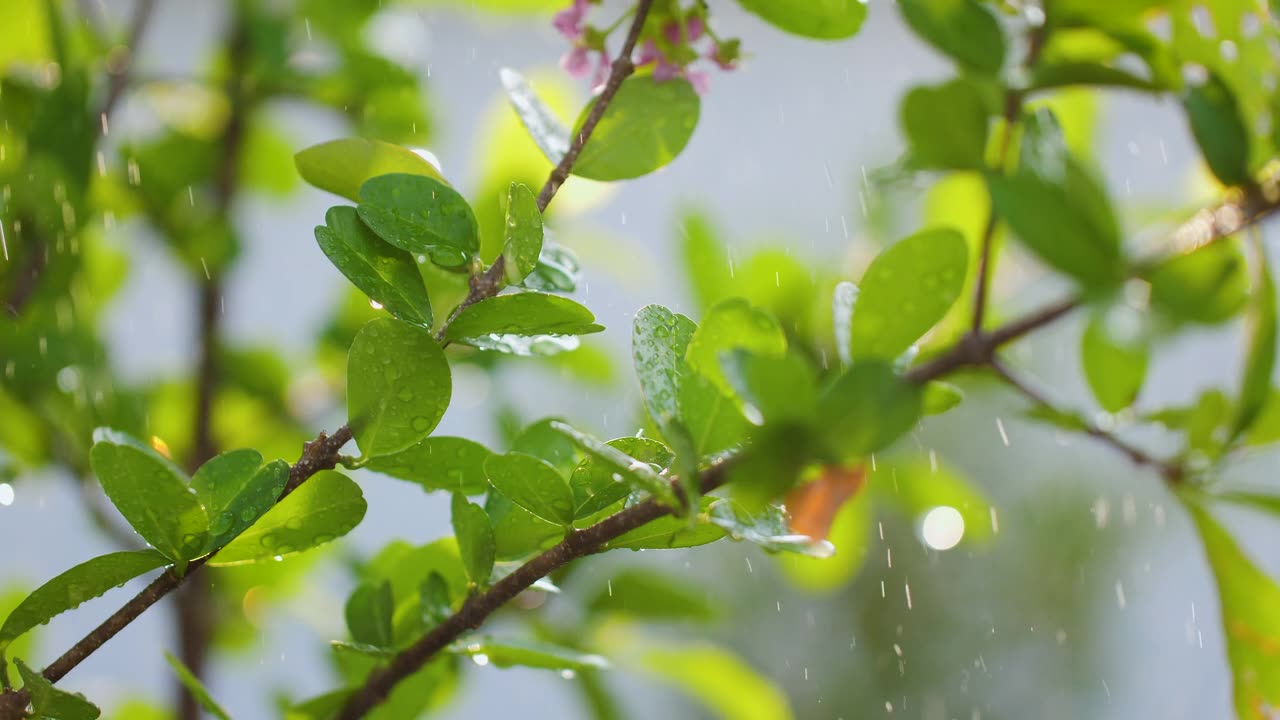 植物湿鲜，以自然和环境为理念视频素材画面1