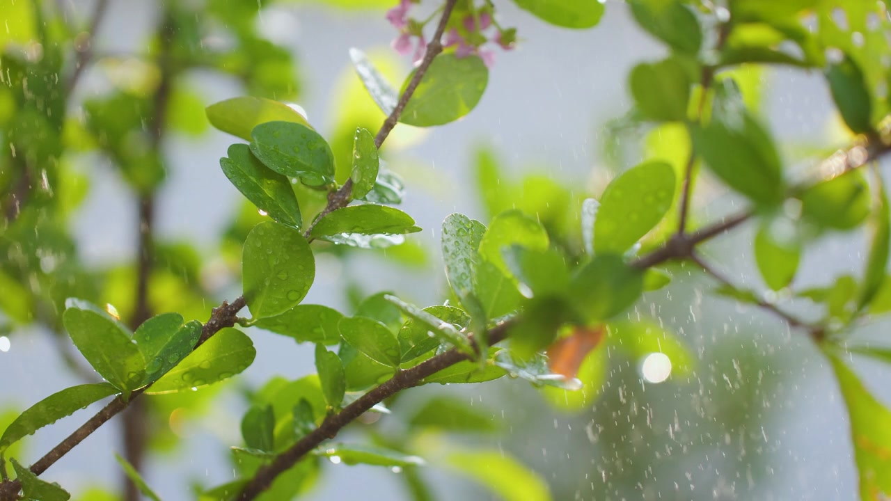植物湿鲜，以自然和环境为理念视频素材画面2