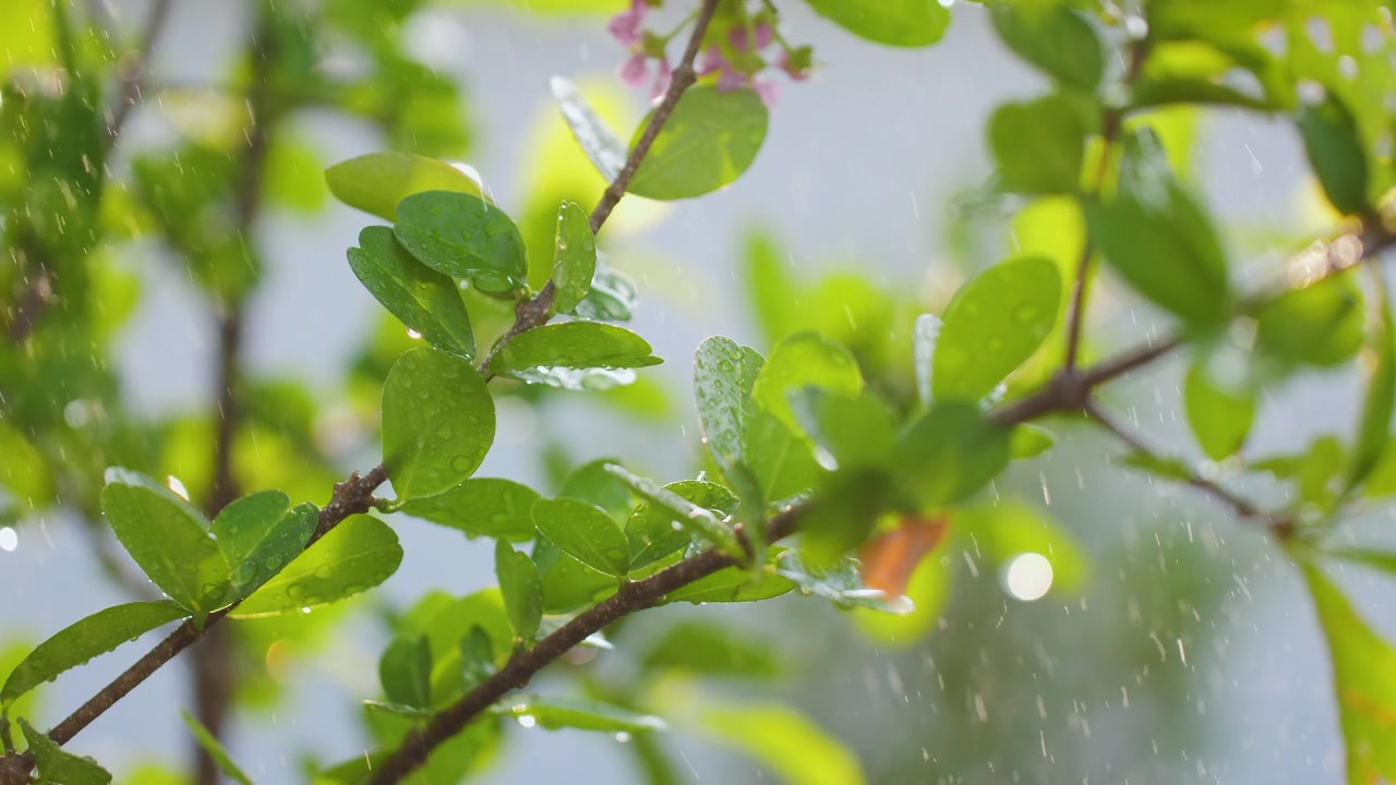 植物湿鲜，以自然和环境为理念视频素材画面3
