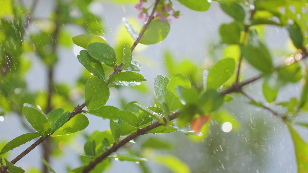 植物湿鲜，以自然和环境为理念视频素材画面4
