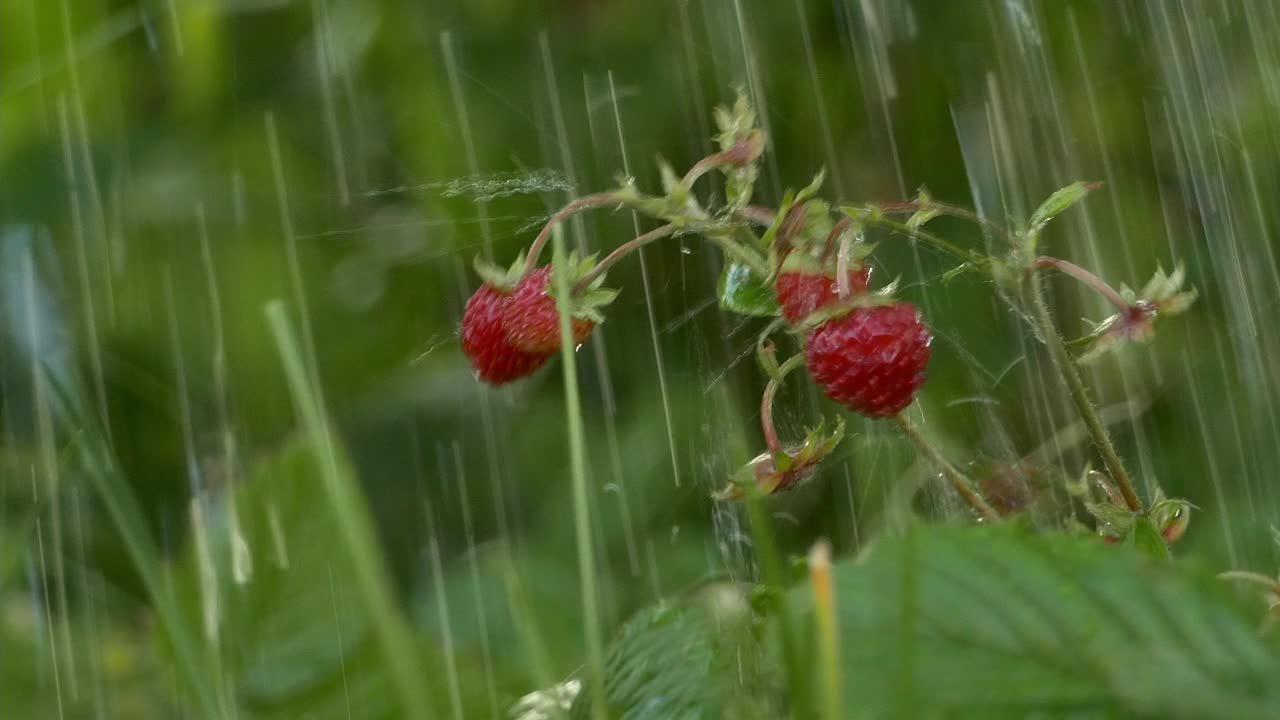 野草莓在夏雨中视频下载