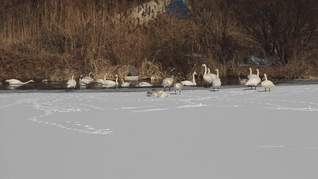 雪地上的大天鹅视频素材画面1