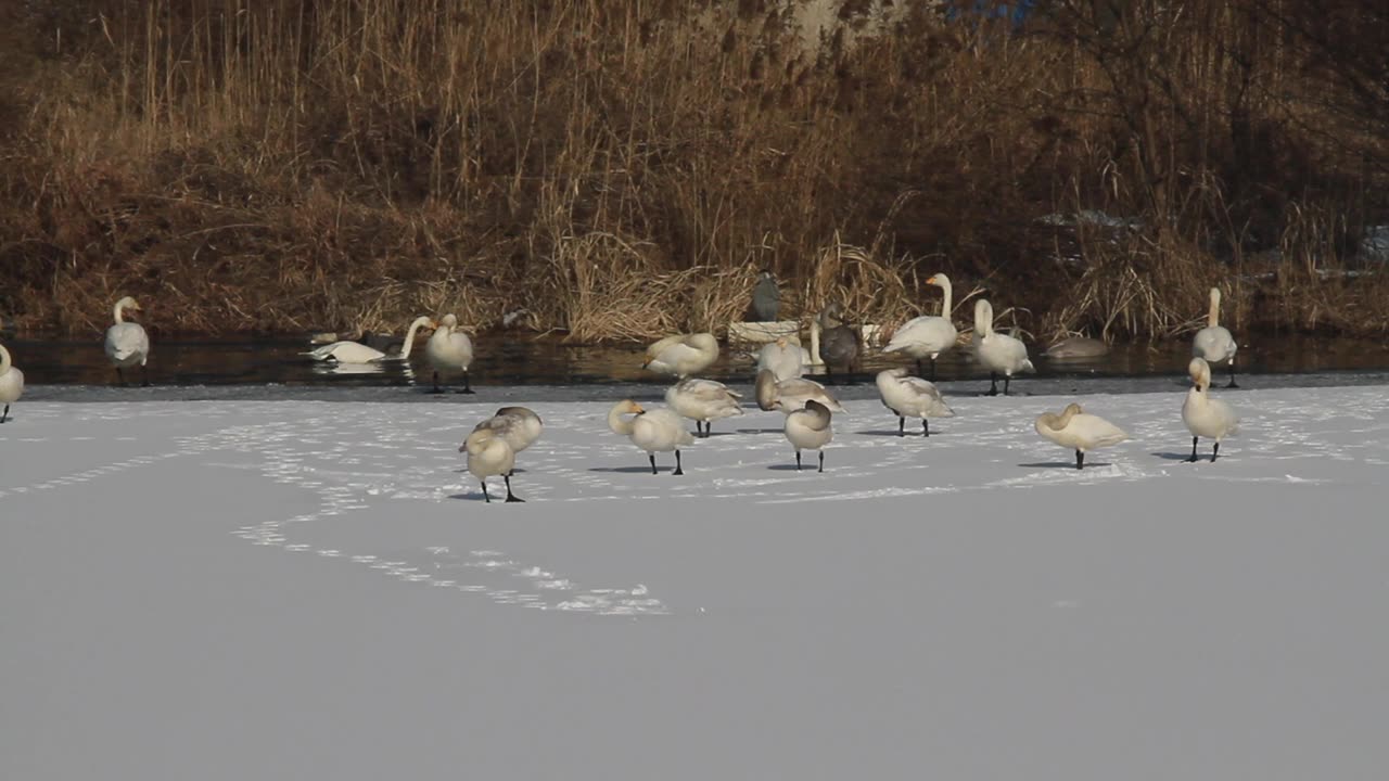 一群在雪地上休息的大天鹅视频素材画面1