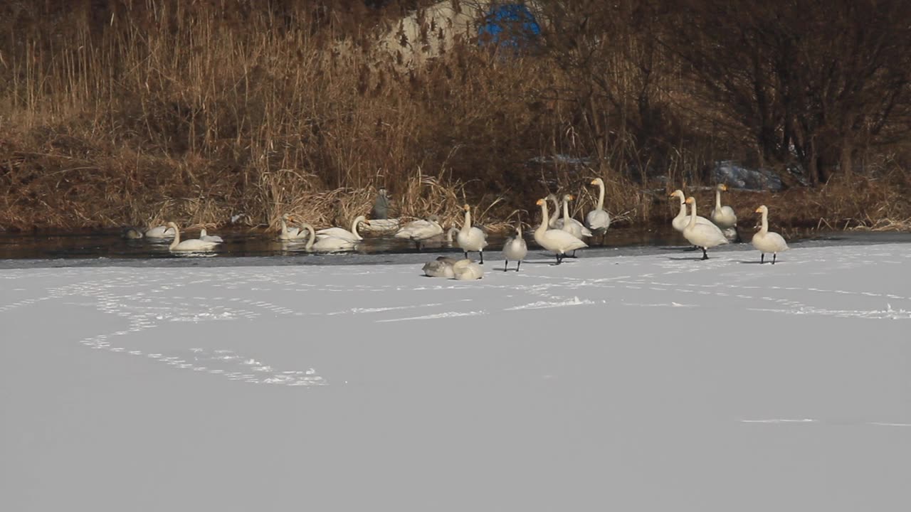 一群在雪地上休息的大天鹅视频素材画面1