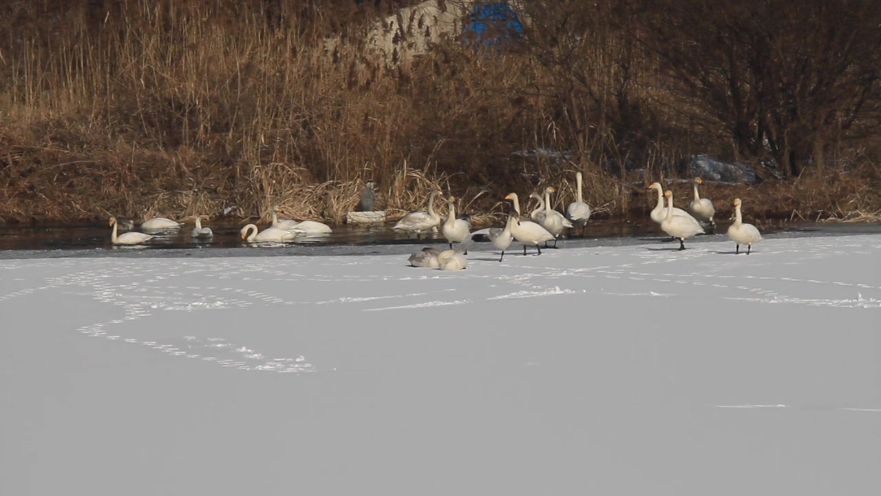 一群在雪地上休息的大天鹅视频素材画面2