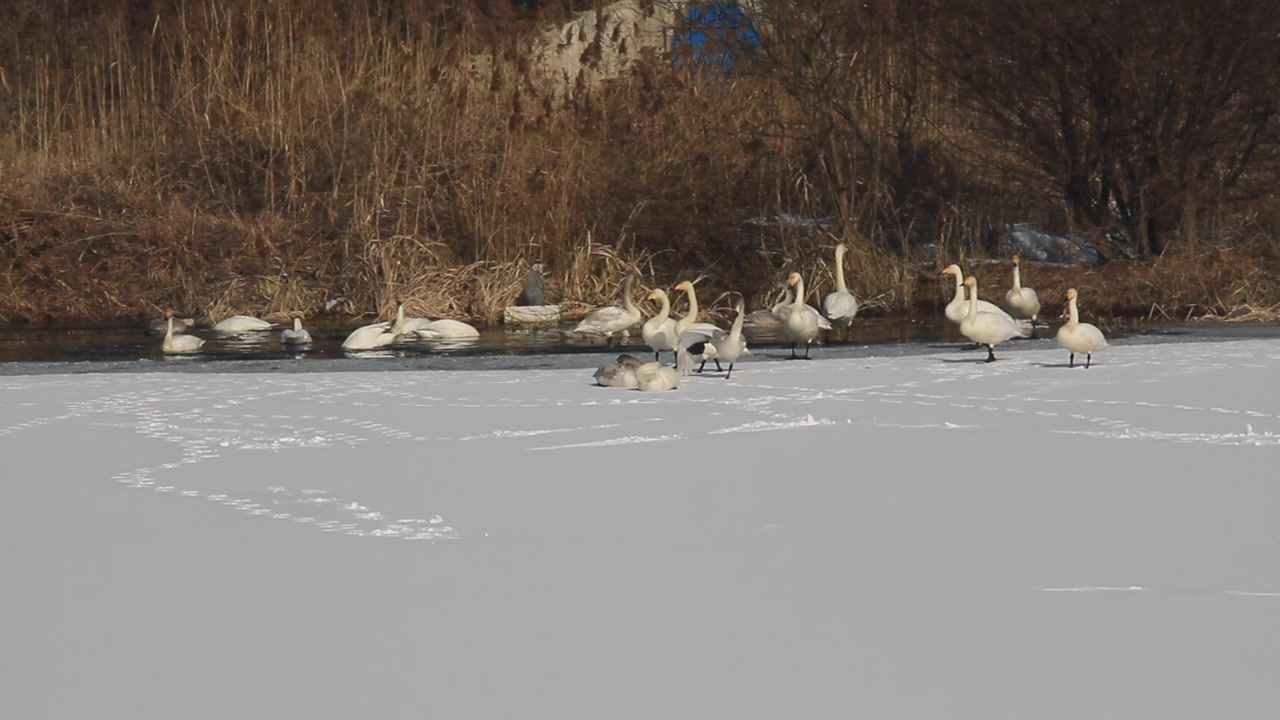 一群在雪地上休息的大天鹅视频素材画面3