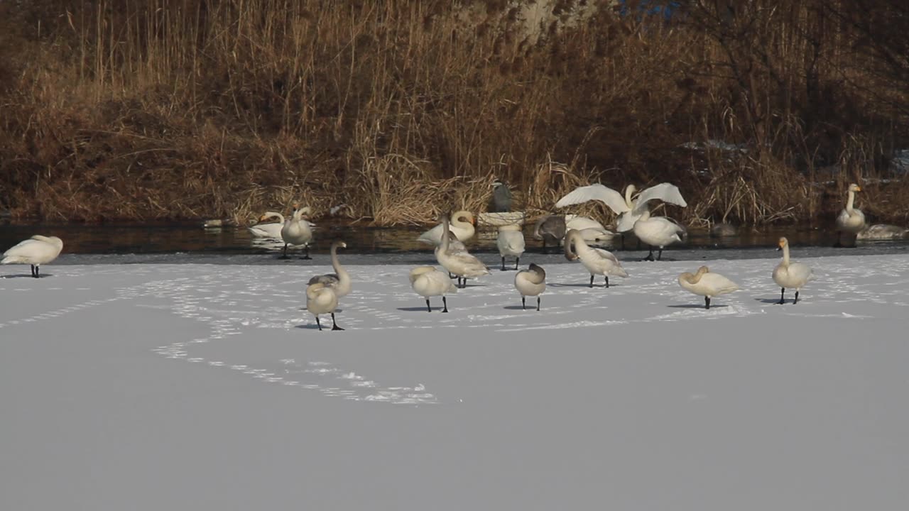 一群在雪地上休息的大天鹅视频素材画面1