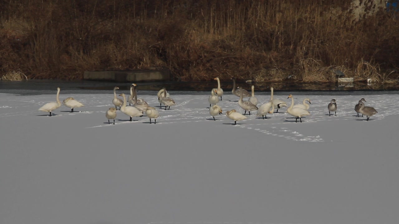 雪地上的大天鹅视频素材画面4