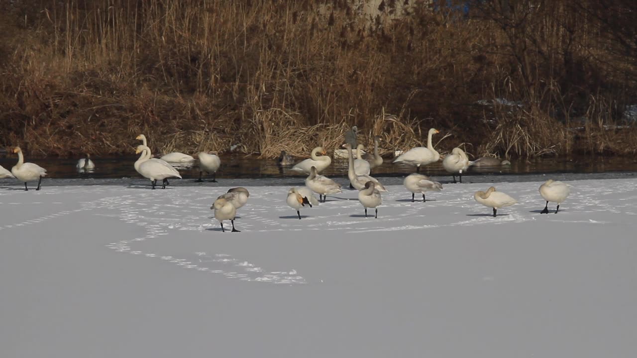 一群在雪地上休息的大天鹅视频素材画面1