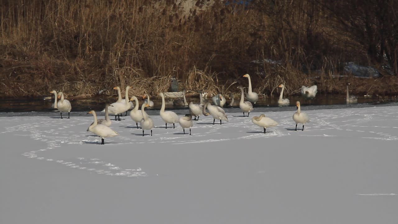 雪地上的大天鹅视频素材画面1