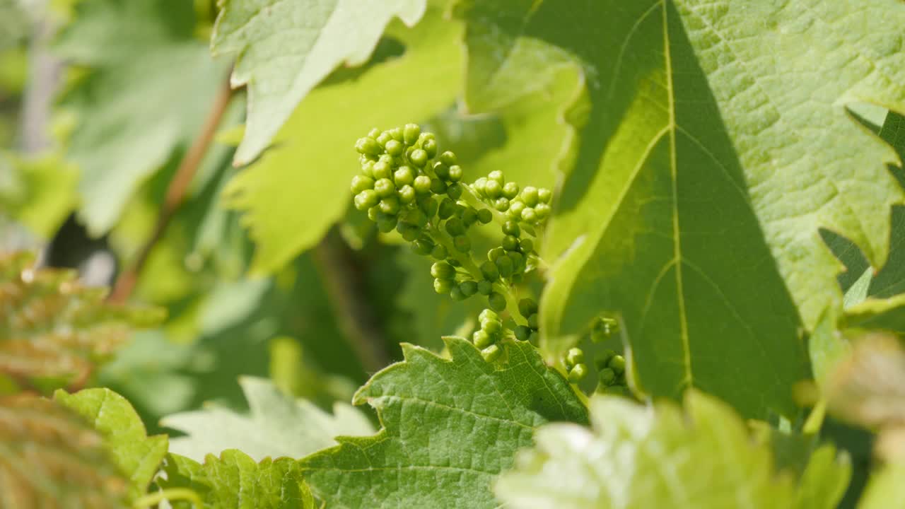 浅自由度葡萄(Vitis vinifera)植物和年轻的果实4K镜头视频素材