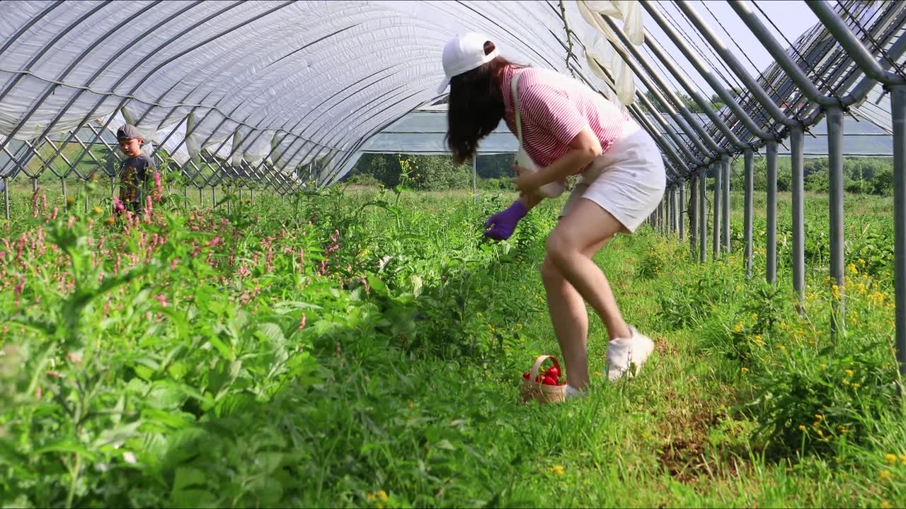 妇女夏天在温室里采集草莓视频素材画面1