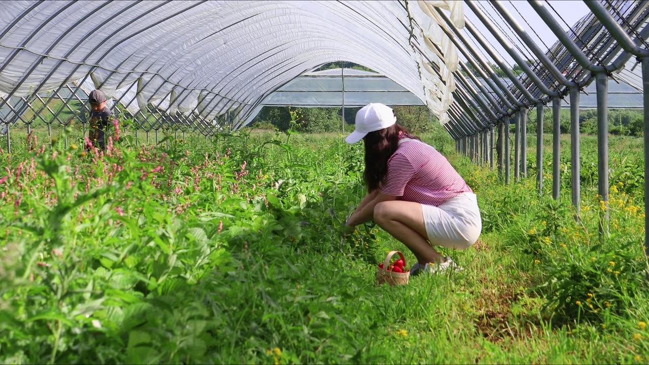 妇女夏天在温室里采集草莓视频素材画面2