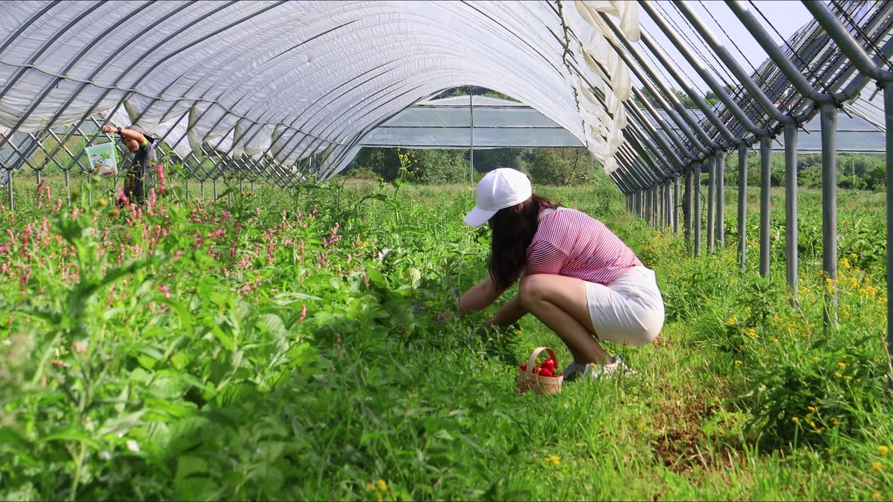 妇女夏天在温室里采集草莓视频素材画面3