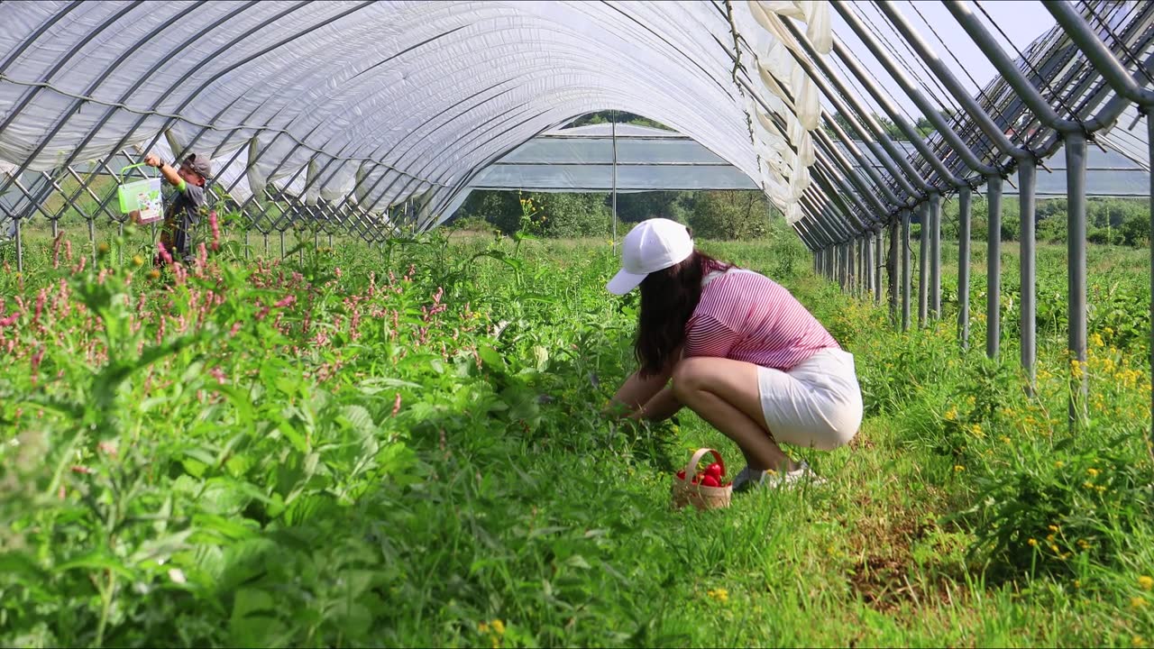 妇女夏天在温室里采集草莓视频素材画面4