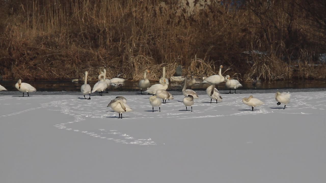雪地上的大天鹅视频素材画面1