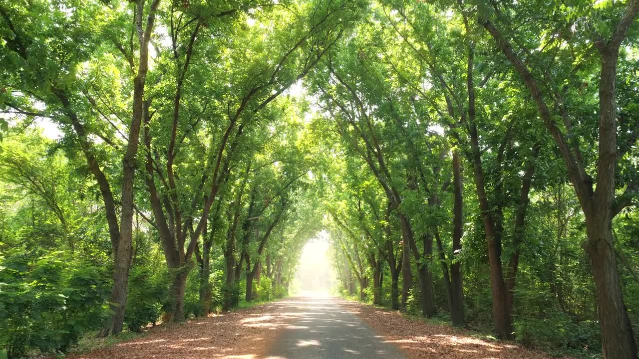 一条美丽的绿树隧道，尽头有光线视频素材画面1