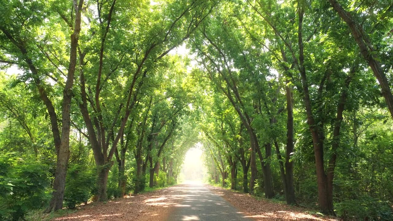 一条美丽的绿树隧道，尽头有光线视频素材画面2