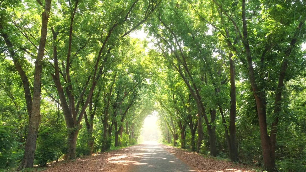 一条美丽的绿树隧道，尽头有光线视频素材画面3