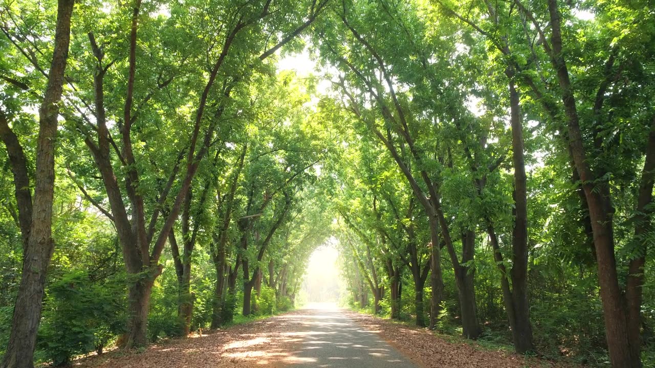 一条美丽的绿树隧道，尽头有光线视频素材画面4