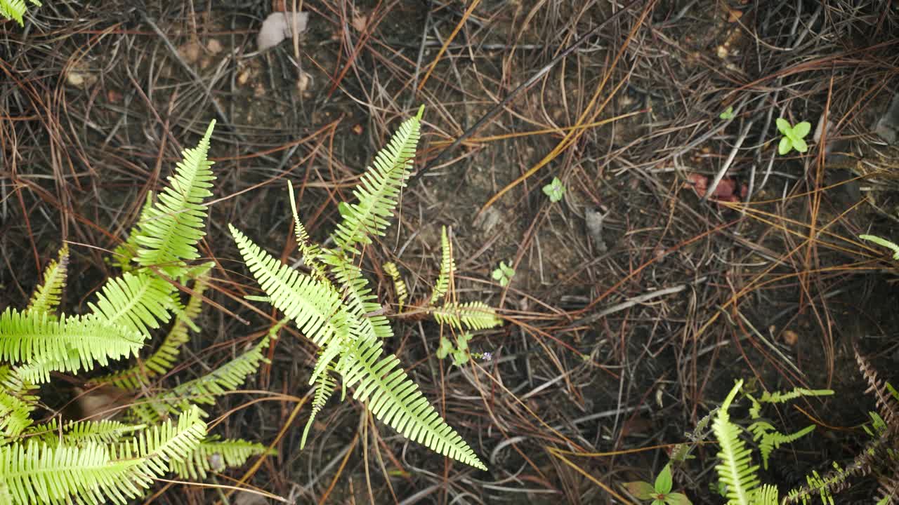 蕨类植物叶子的绿色小枝视频素材