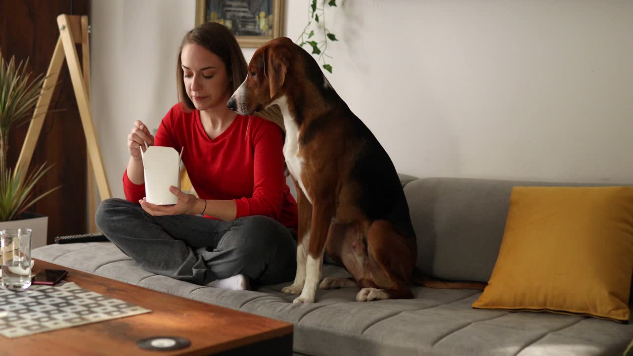 可爱的猎犬在和主人分享外卖后亲吻主人视频素材