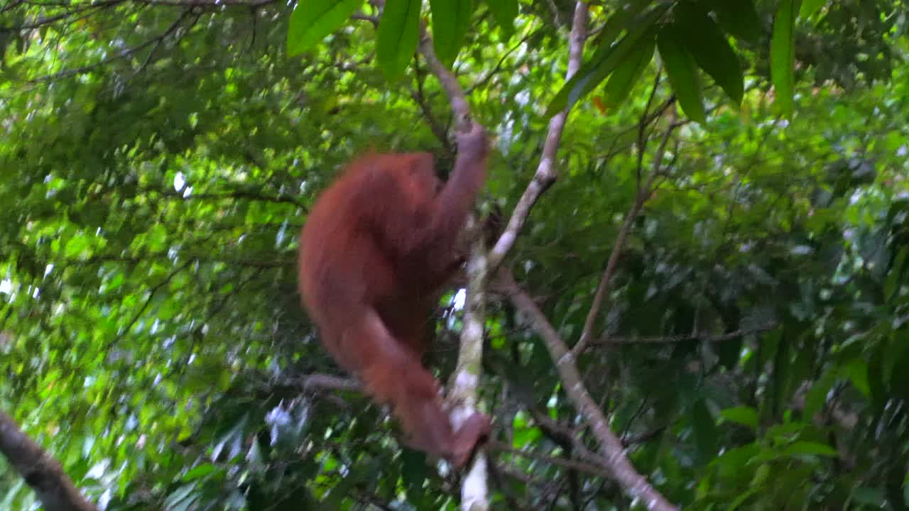 婆罗洲猩猩在树上视频下载