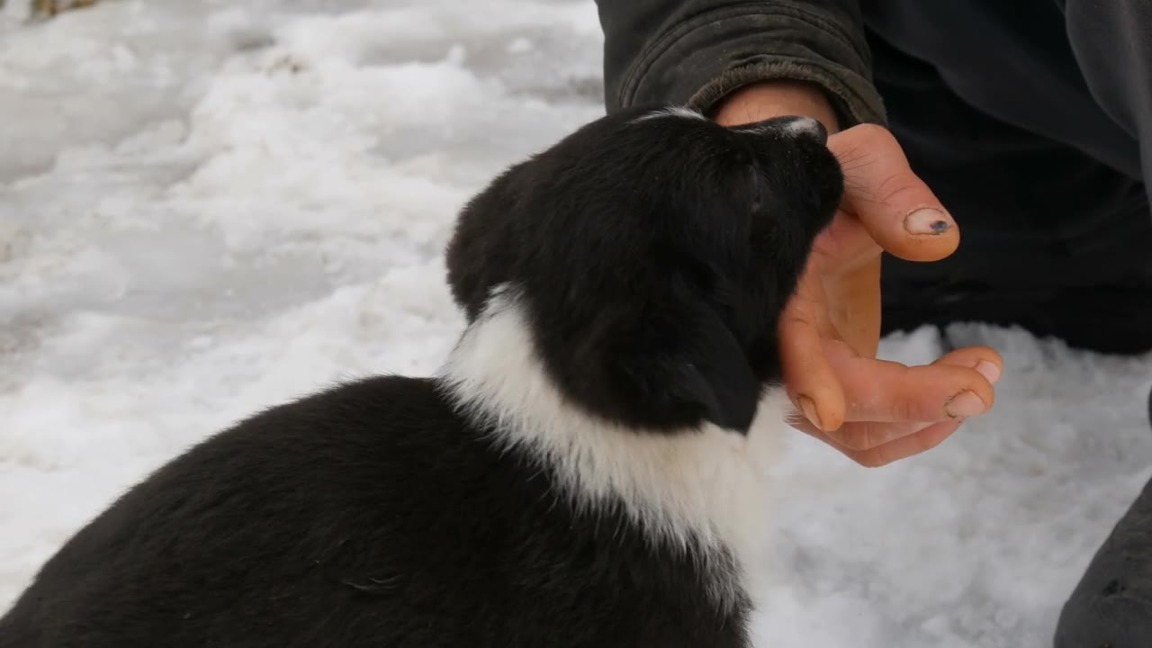 男训犬师用双手训练小狗视频素材画面1