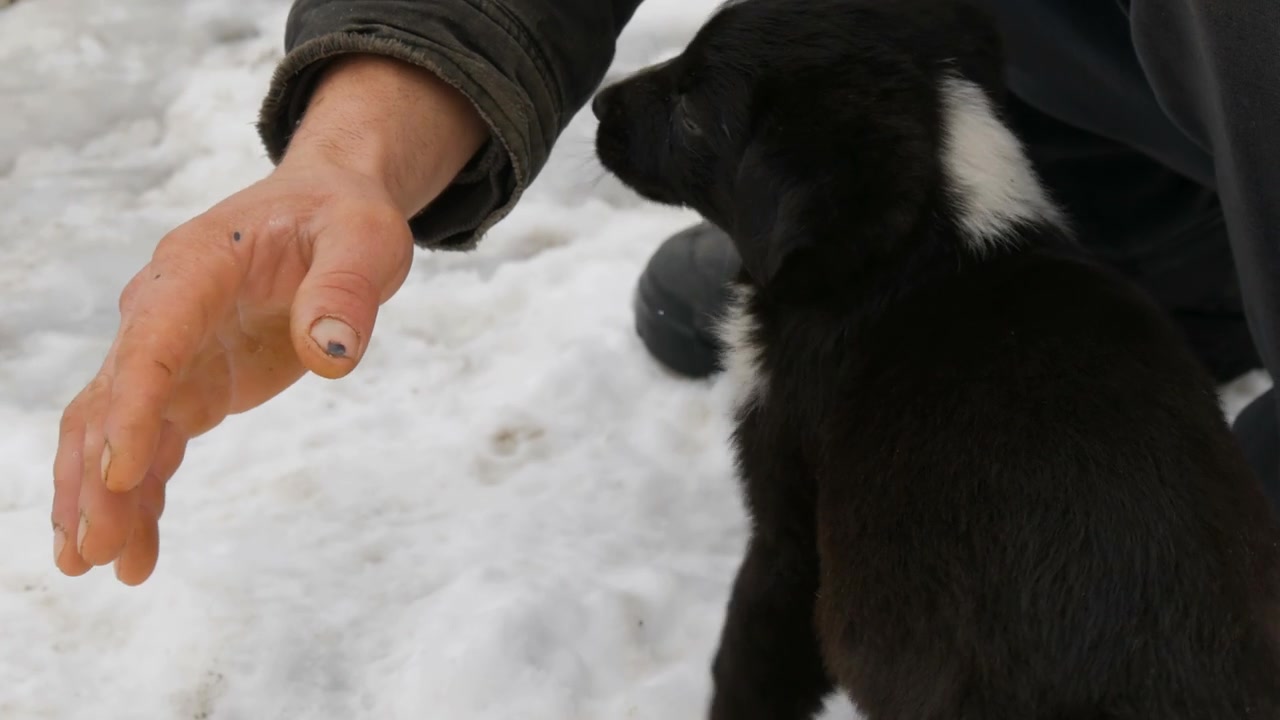 男训犬师用双手训练小狗视频素材画面2