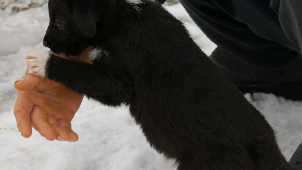 男训犬师用双手训练小狗视频素材画面3